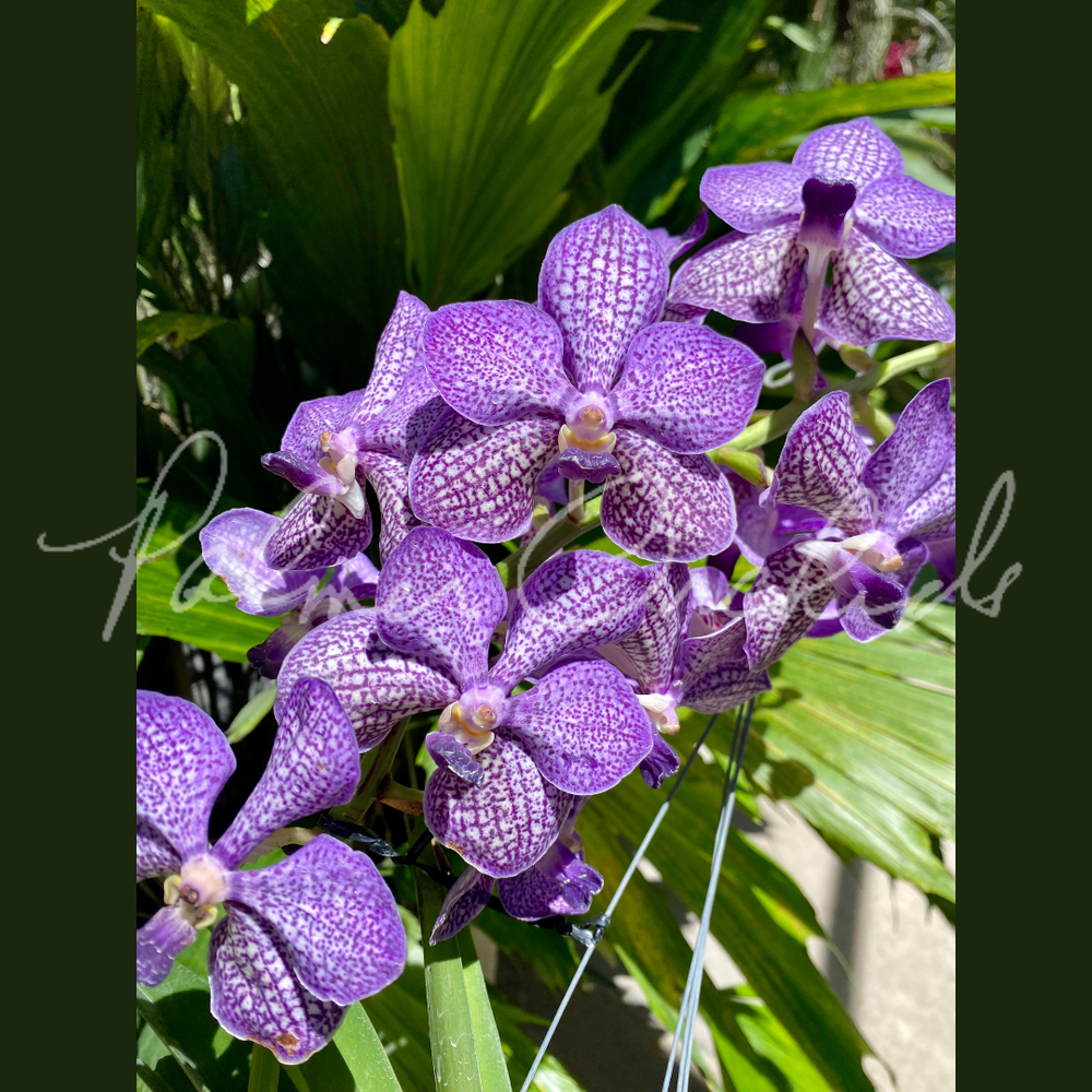 Van. John Farrar 'George's Delight' AM/AOS — Palmer Orchids